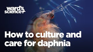 Caring and Culturing for Daphnia [upl. by Odnomar]