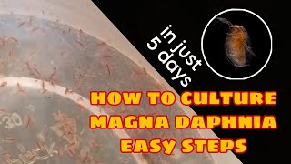 How to Culture Magna Daphnia Easily [upl. by Konstantine320]