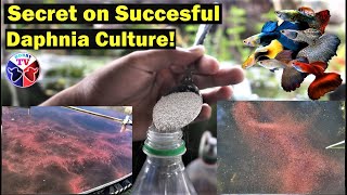 How to Culture Daphnia Successfully [upl. by Anthe]