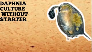 HOW TO CULTURE DAPHNIA NATURALLY WITHOUT A STARTER [upl. by Assyl68]