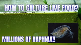 How to Culture Daphnia Secret Method to Breed MILLIONS  Simply Aquatic [upl. by Glori]