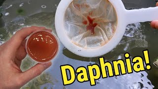 How I Culture Daphnia In Outdoor Tubs [upl. by Sesylu]