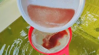 How to culture daphnia  Daphnia culture  How to grow daphnia outdoor [upl. by Snave]