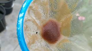 How to culture daphnia moina in a small container Part 1 English Subtitle [upl. by Aipotu377]