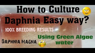 Daphnia MagnaHow to Culture Daphnia Easy wayCulturing Daphnia using Green water Daphnia [upl. by Adnac78]