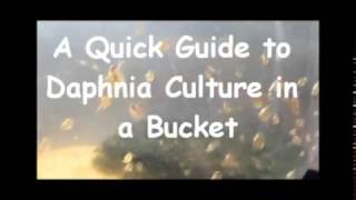 How to culture daphnia outside [upl. by Rivera]