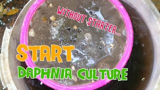 How to culture daphnia moina the easy way 1  Starting the Daphnia culture [upl. by Oeram]