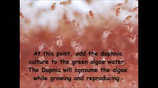 Daphnia  How to grow daphnia in your home [upl. by Inger]