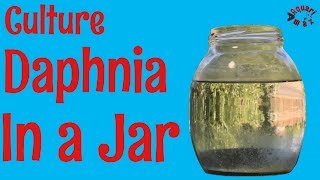 How to Culture Daphnia in a Jar [upl. by Auburn679]