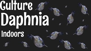 How to Culture Daphnia [upl. by Ecidnarb275]