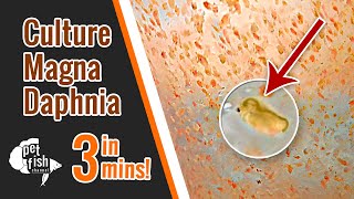 How to culture DAPHNIA MAGNA  The easy way [upl. by Kelwen]