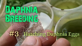 Daphnia Culture made simple and easy 3  Hatching Daphnia eggs [upl. by Anisamoht272]