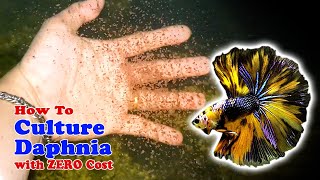 How to Culture Daphnia with ZERO Cost  Unlimited Live Food For Our Fish [upl. by Tyree]