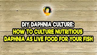 DIY Daphnia Culture How to Culture Nutritious Daphnia as Live Food for Your Fish [upl. by Torrence]