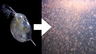 How I Culture Daphnia [upl. by Pampuch845]