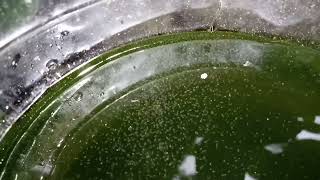 DAPHNIA MOINA CULTURE IN A SMALL BUCKET [upl. by Acinomahs]