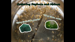 How To Culture Daphnia and Moinas using Green Water Spirulina powder [upl. by Prentice]