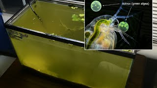 Raising Daphnia for the Freshwater Aquarium [upl. by Nanaj]