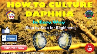 HOW TO CULTURE DAPHNIA In Easy Way [upl. by Convery]